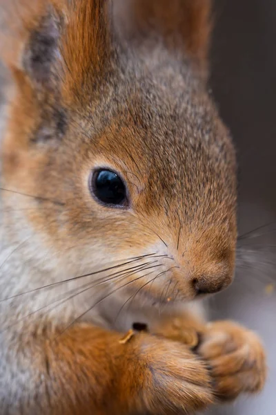 Wild squirrel from a city park in winter eating pine nuts on hand — Stock Photo, Image