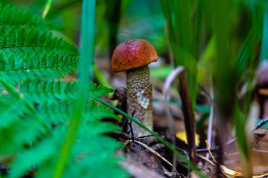 Yenebilir orman mantarı. Leccinum aurantiacum kapat