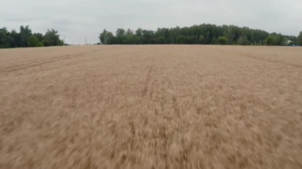 Быстрый Полет Над Пшеницей Облачный Летний День — стоковое видео