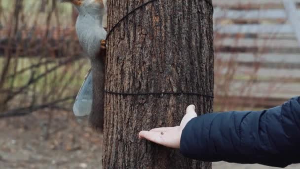 Écureuil Dans Une Forêt Saisit Une Noix Pin Paume Main — Video