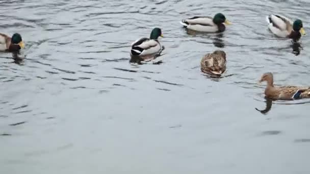 Duck Dives Winter Ice Free Pond — Stock Video