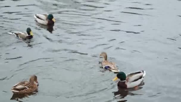 冬季的鸭子在一个没有冰的池塘里潜水 — 图库视频影像