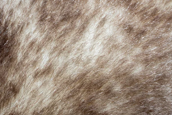 faux fur background on brown soft toy
