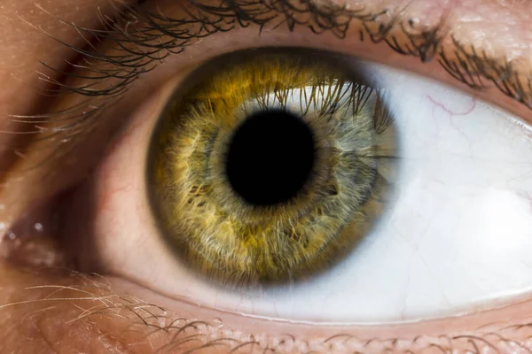 male eye of yellow, green and some blue colors