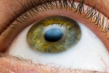 male eye of yellow, green and some blue colors, looks up