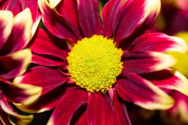 kırmızı-burgundy sarı kasımpatı çiçeği makroda bir buket çiçeğin içinde