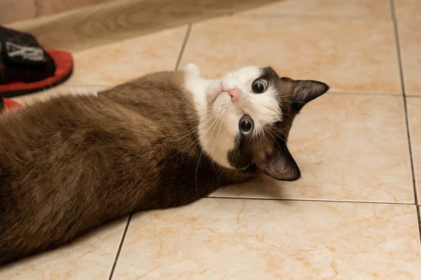 Branco Marrom Gato Doméstico Com Mentiras Azuis Chão Olha Para — Fotografia de Stock