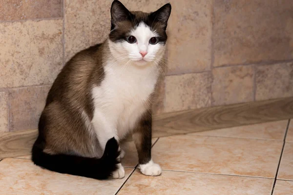 Branco Marrom Gato Doméstico Com Azul Senta Chão Olha Para — Fotografia de Stock