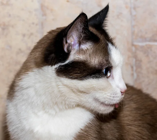 Branco Marrom Gato Doméstico Com Azul Senta Chão Mostra Língua — Fotografia de Stock