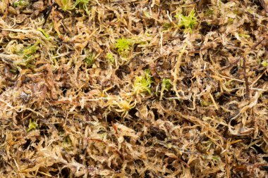Islak bataklık sphagnum yosunu, bitki dikmek ve gübrelemek için, makro fotoğraf