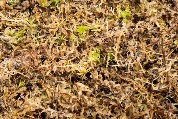 Wet Marsh Sphagnum Moss Planting Fertilizing Plants Macro Photo — Stock Photo, Image