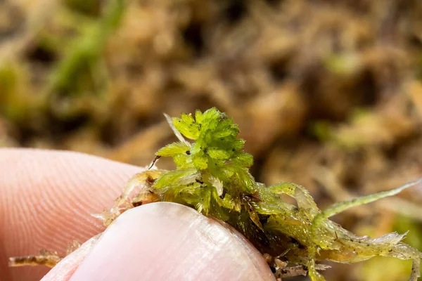 Musgo Sphagnum Pantano Húmedo Para Plantar Fertilizar Plantas Macro Foto —  Fotos de Stock