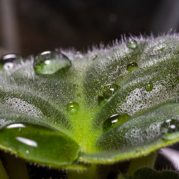 Hoja Verde Una Planta Con Pequeños Pelos Gotas Agua Macro —  Fotos de Stock