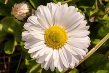 Daisy, Bellis Perennis adında renkli bir bitki. makro fotoğraf