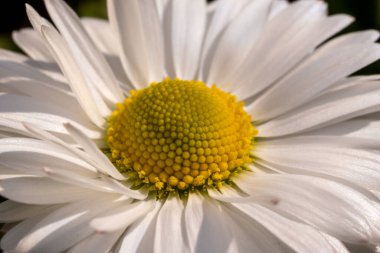 Daisy, Bellis Perennis adında renkli bir bitki. makro fotoğraf