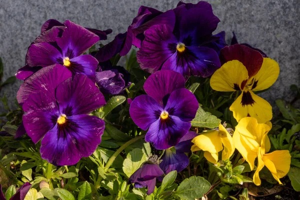 Barevné Květy Fialové Trikolóry Nebo Macešky Makro Foto — Stock fotografie