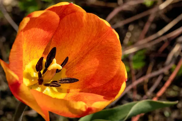 Oranžovo Žlutá Tulipánová Květina Otevřena Při Východu Slunce Makro Foto — Stock fotografie
