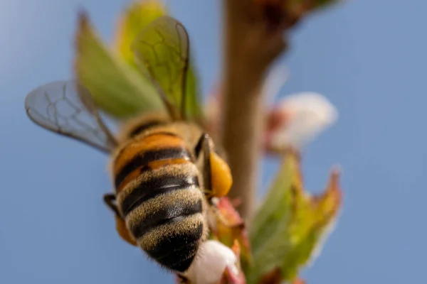 Bee Collects Nectar Cherry Flowers Lays Its Paws Macro Photo — Stock Photo, Image