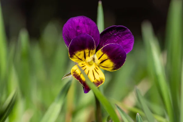 Barevné Květy Fialové Trikolóry Nebo Macešky Makro Foto — Stock fotografie