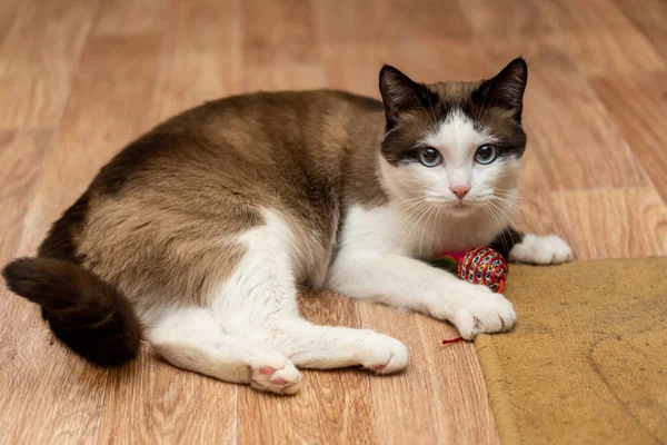 Bílá Hnědá Domácí Kočka Modrýma Očima Leží Hraje Hračkou Zblízka — Stock fotografie
