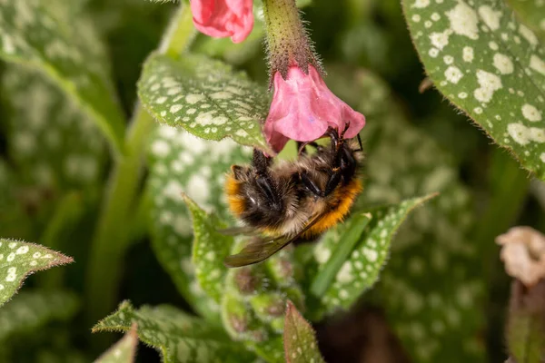 Bumblebee Collects Nectar Pink Flowers Macro Photo — Stock Photo, Image