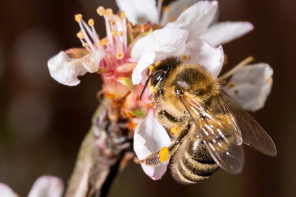 Bee Collects Nectar Cherry Flowers Lays Its Paws Macro Photo — Stock Photo, Image