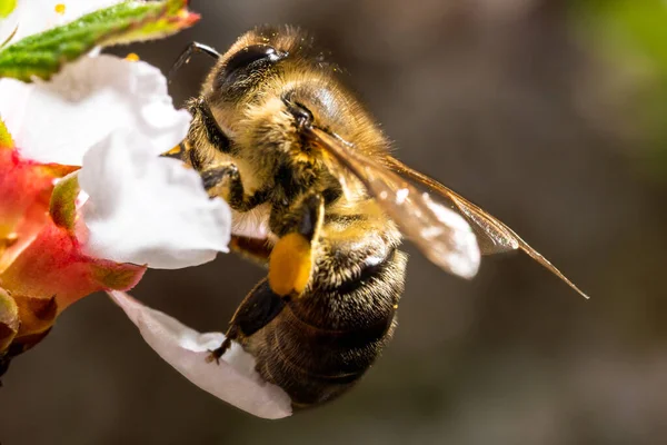 Bee Collects Nectar Cherry Flowers Lays Its Paws Macro Photo — Stock Photo, Image