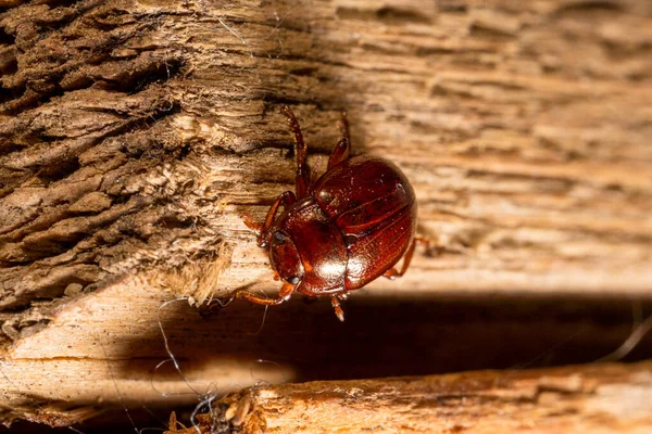 Red Beetle Crawls Wooden Boards Macro Photo — Stock Photo, Image
