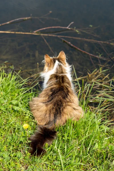 Gatto Strada Siede Sulla Riva Uno Stagno Con Acqua Limpida — Foto Stock