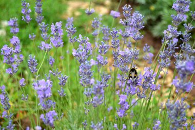 Bahçesinde taze lavanta
