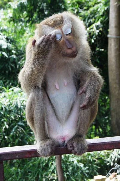Małpa w Parku Narodowym w Tajlandii — Zdjęcie stockowe