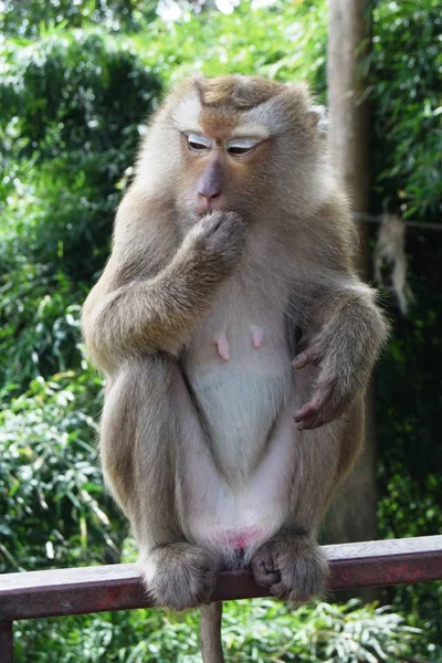 Macaco no parque nacional na Tailândia — Fotografia de Stock