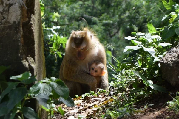 Macacos no parque nacional na Tailândia — Fotografia de Stock