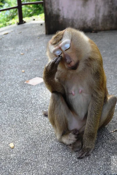 Macaco no parque nacional na Tailândia — Fotografia de Stock