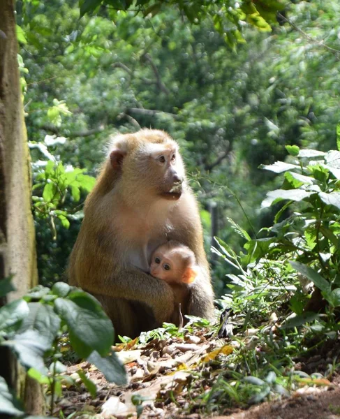 Macacos no parque nacional na Tailândia — Fotografia de Stock