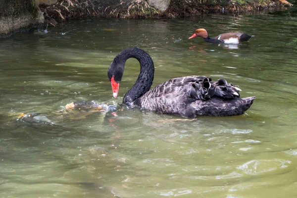Cisne Negro Estanque Comiendo Con Peces — Foto de Stock