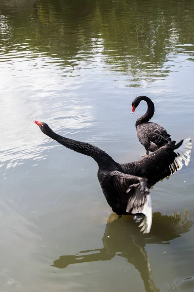 Zwarte Zwaan Strekkende Nek Spreidende Vleugels Een Vijver — Stockfoto