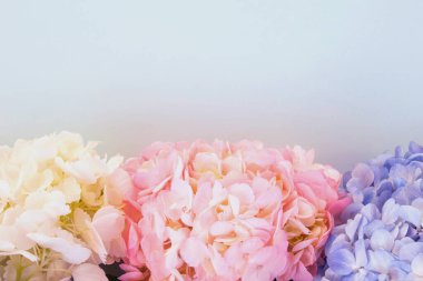 Mavi arka planda beyaz, pembe ve mor ortancalar