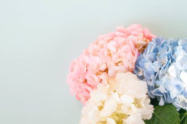 Mavi arkaplanda beyaz, pembe ve mor ortancalar, kopyalama alanı