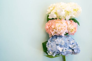 Mavi arka planda beyaz, pembe ve mor ortancalar