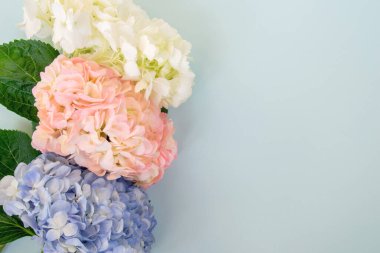 Mavi arka planda beyaz, pembe ve mor ortancalar