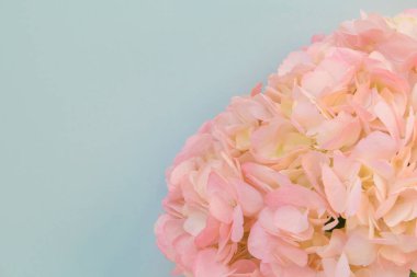 Mavi arkaplanda ortancalar