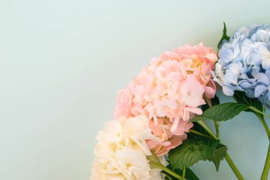 Mavi arkaplanda beyaz, pembe ve mor ortancalar, kopyalama alanı