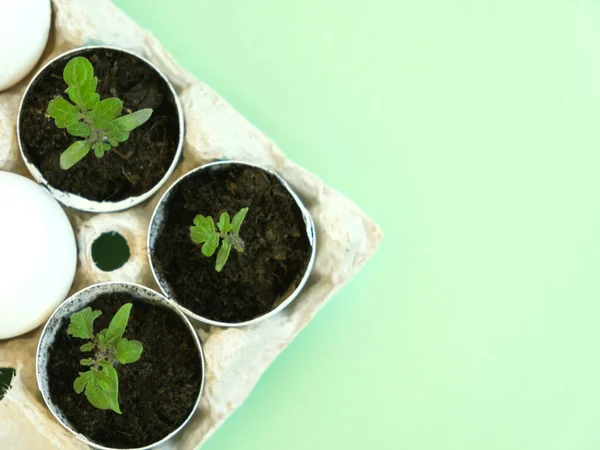 Small Tomato Sprouts Egg Shells Box Green Background Stock Image