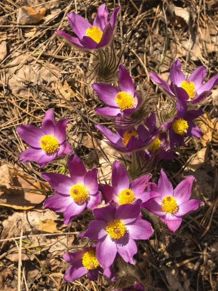 First Spring Flowers Snowdrops Forest Sunny Day Top View — Stock Photo, Image