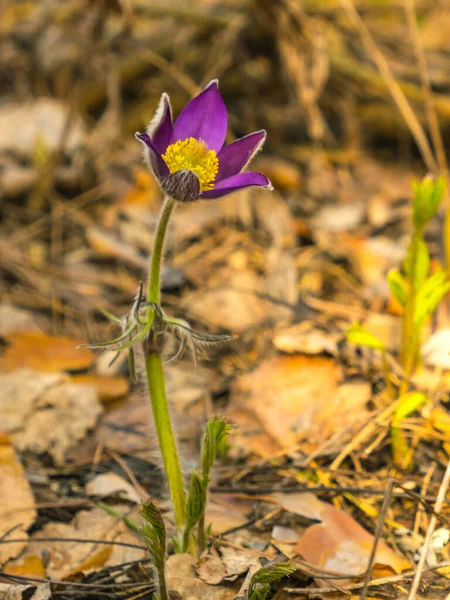 First Spring Flowers Snowdrops Forest Sunny Day — Stock Photo, Image