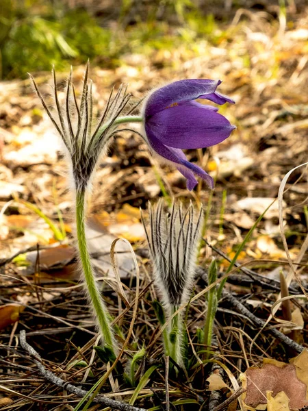 First Spring Flowers Snowdrops Forest Sunny Day — Stock Photo, Image