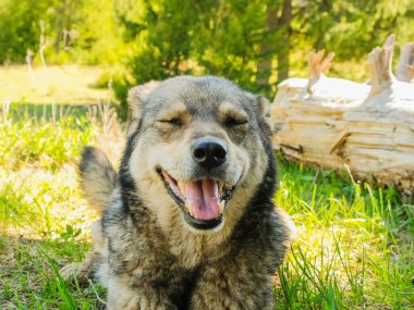 Ormanda yerde yatan gülümseyen bir köpek.