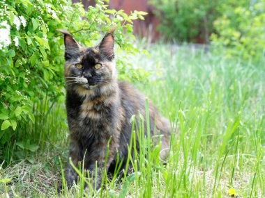 Parlak yeşil çimlerde bir bahçede