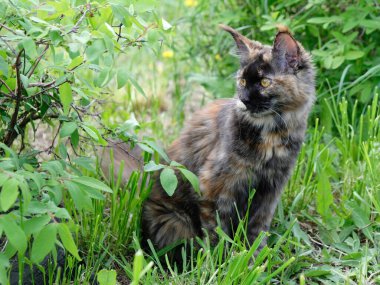 Bahçedeki Maine Rakunu